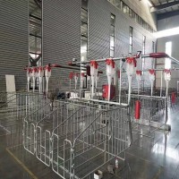豬場用102篩盤了料線 自動化料線現(xiàn)代化料線